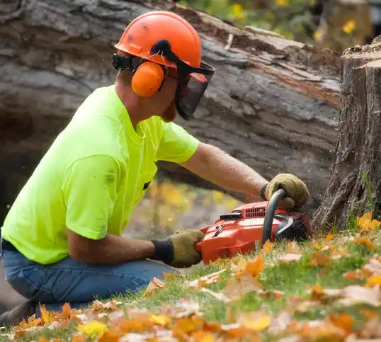 tree services Highland Hills